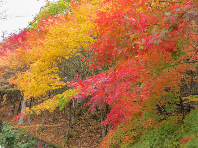 韓國大邱 八公山下紅葉