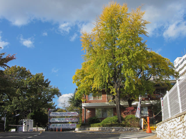 韓國大邱 青羅之丘 (청라언덕 Cheongna Hill)