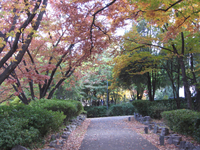 韓國大邱天主教大學(賈斯廷校區) (대구가톨릭대학교 유스티노캠퍼스) 秋天漂亮紅葉