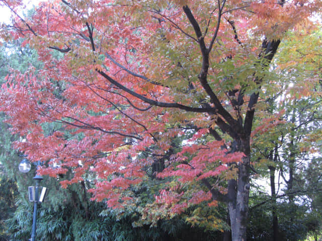 韓國大邱天主教大學(賈斯廷校區) (대구가톨릭대학교 유스티노캠퍼스) 秋天漂亮紅葉