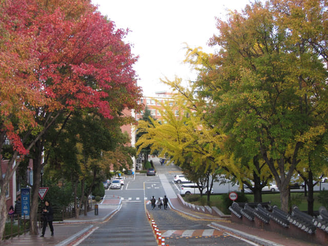 韓國大邱 啟明大學．大明校區 秋天紅楓、黃杏景色