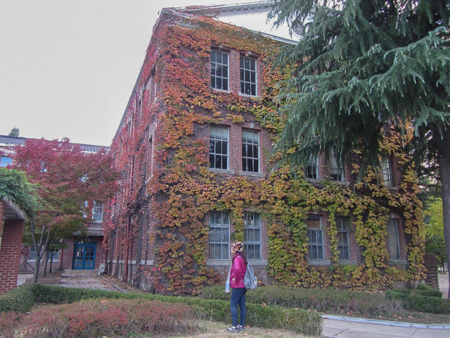 韓國大邱 啟明大學．大明校區 佈滿藤蔓的紅磚校舍