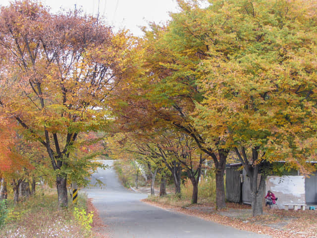 韓國慶尚北道 慶山市 盤谷池附近漂亮的紅紅黃黃樹林