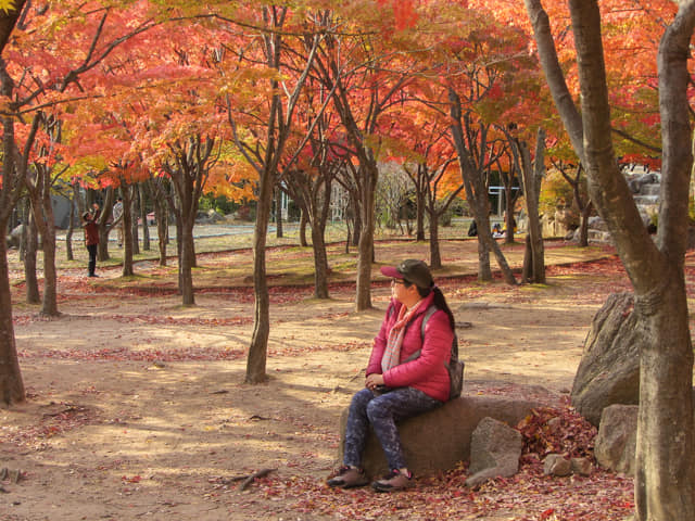 韓國大邱八公山公園秋天紅楓葉樹林景色