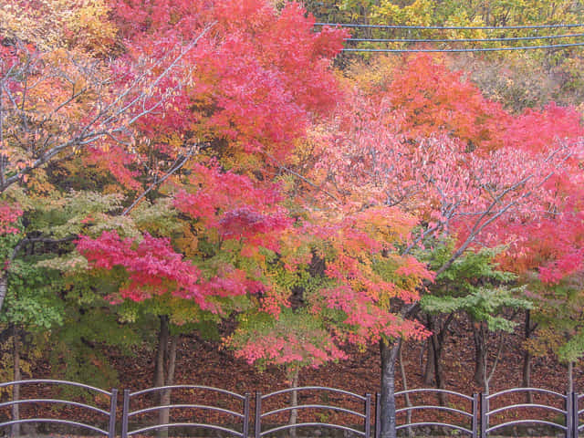 韓國大邱 八公山 秋天紅葉景色