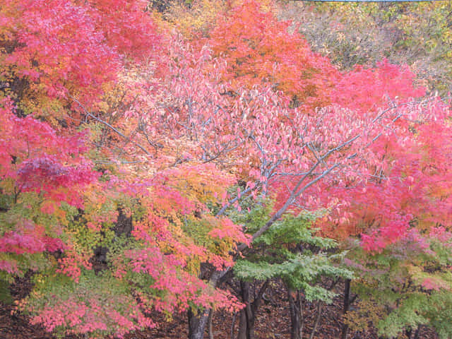 韓國大邱 八公山 秋天紅葉景色