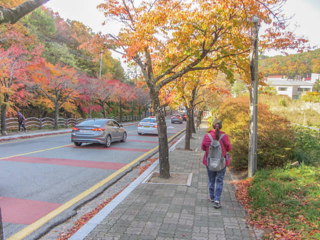 韓國大邱 八公山 秋天紅葉景色