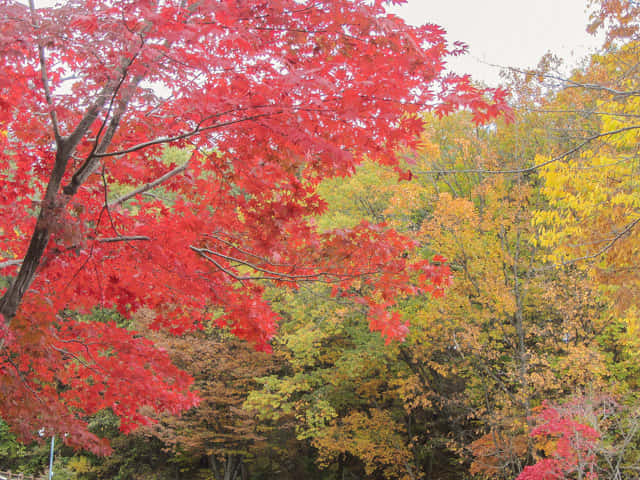 韓國大邱 八公山纜車站 秋天紅葉