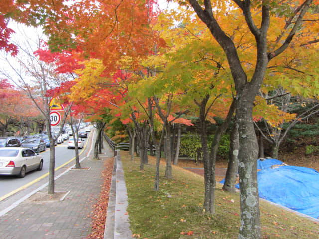 韓國大邱八公山 紅楓葉大道