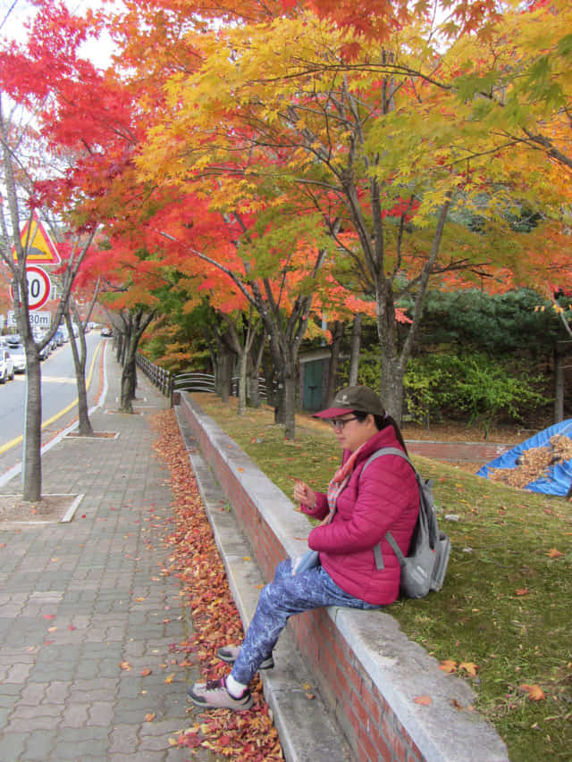 韓國大邱八公山 紅楓葉大道