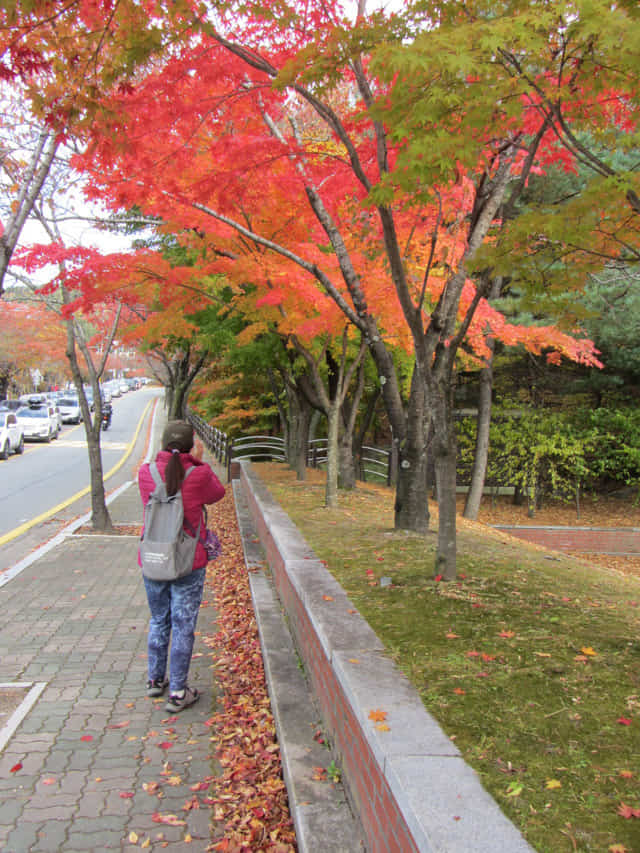 韓國大邱八公山 紅楓葉大道