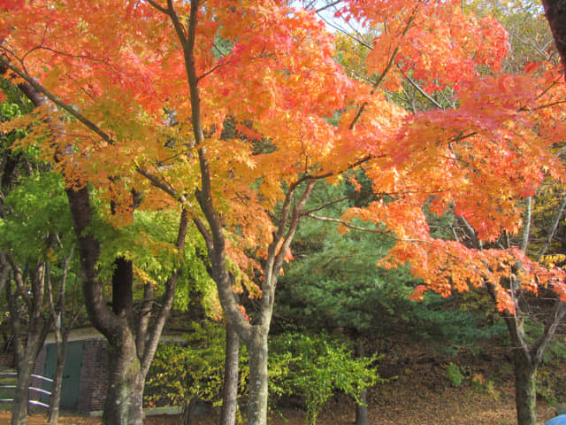 韓國大邱八公山 紅楓葉大道