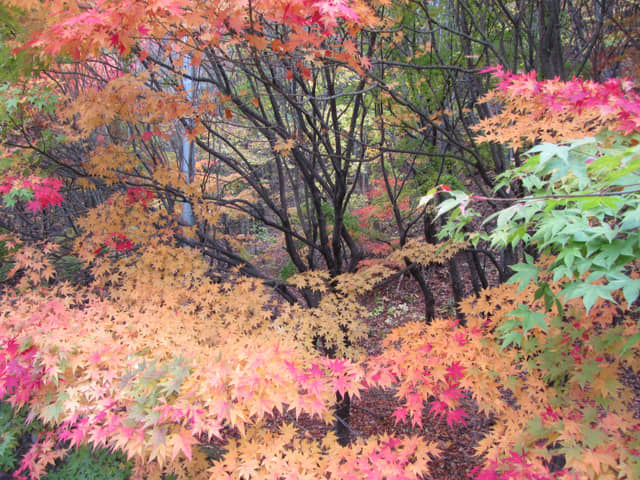 韓國大邱八公山 紅楓葉大道