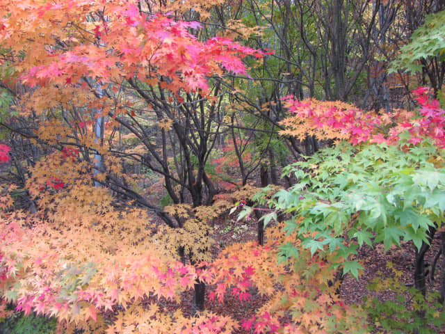 韓國大邱八公山 紅楓葉大道