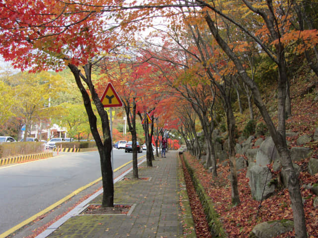 韓國大邱八公山 紅楓葉大道