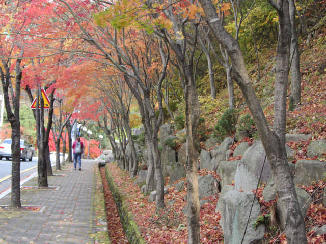 韓國大邱八公山 紅楓葉大道