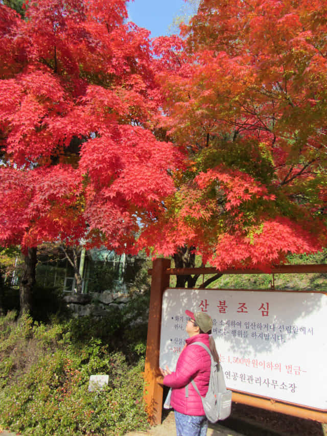 韓國大邱八公山 紅楓葉大道