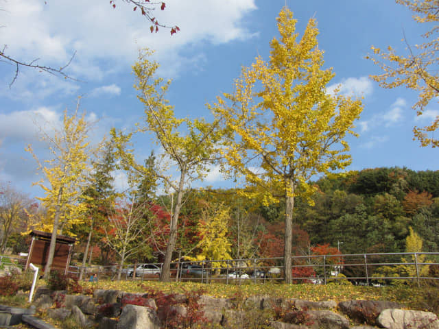 韓國大邱八公山 桐華寺前公園秋天紅楓、黃杏景色