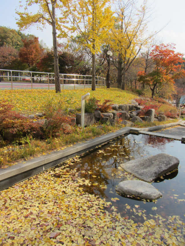 韓國大邱八公山 桐華寺前公園秋天紅楓、黃杏景色