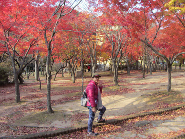 韓國大邱八公山公園秋天紅楓葉樹林景色