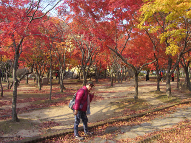 韓國大邱八公山公園秋天紅楓葉樹林景色