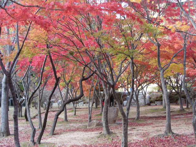 韓國大邱八公山公園秋天紅楓葉樹林景色