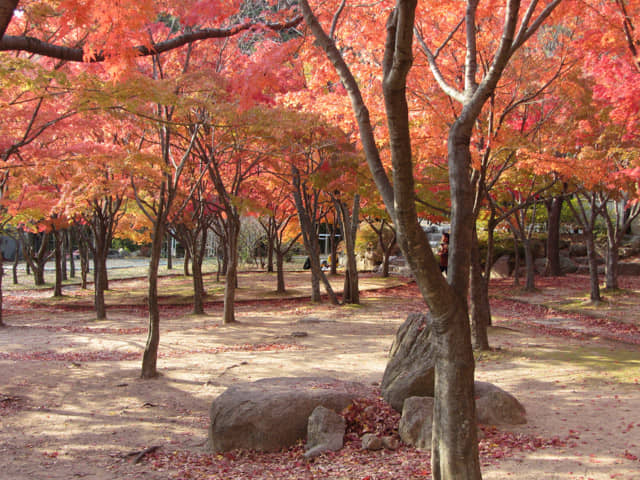 韓國大邱八公山公園秋天紅楓葉樹林景色