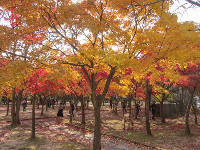 韓國大邱八公山公園秋天紅楓葉樹林景色