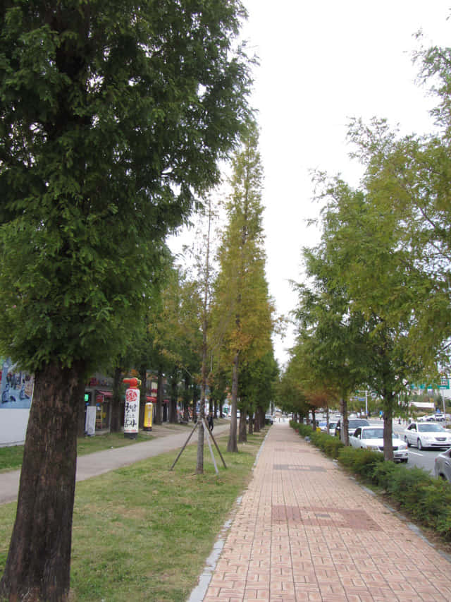 韓國大邱鳳舞公園 (봉무공원) 杉樹路