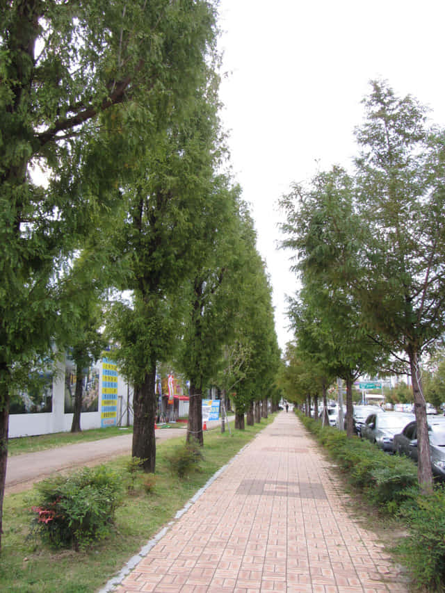 韓國大邱鳳舞公園 (봉무공원) 杉樹路