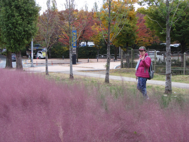 韓國大邱鳳舞公園 (봉무공원) 杉樹路、粉紅亂子草