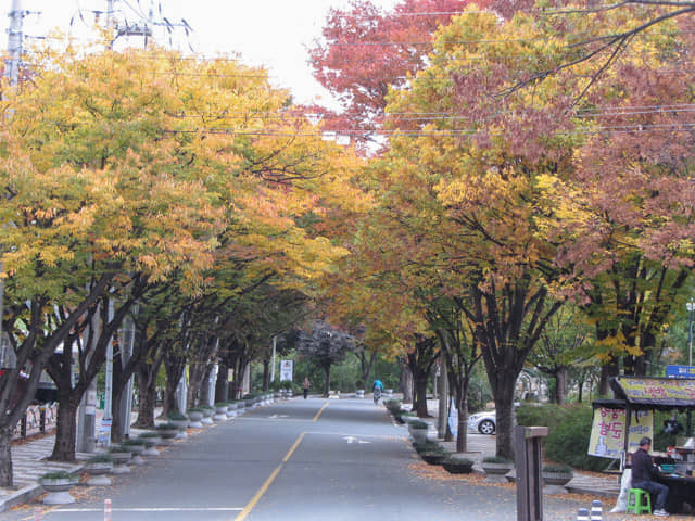 韓國大邱鳳舞公園 (봉무공원) 秋天紅葉隧道