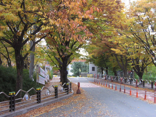 韓國大邱鳳舞公園 (봉무공원) 秋天紅葉隧道