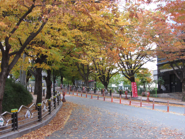 韓國大邱鳳舞公園 (봉무공원) 秋天紅葉隧道