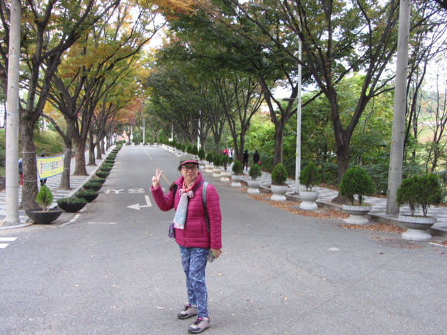 韓國大邱鳳舞公園 (봉무공원) 秋天紅葉隧道