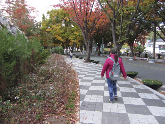 韓國大邱鳳舞公園 (봉무공원) 秋天紅葉隧道