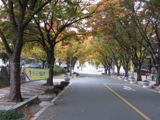 韓國大邱鳳舞公園 (봉무공원) 秋天紅葉隧道