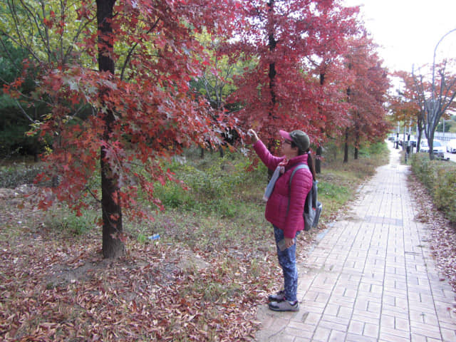 韓國大邱不老洞古墳群 (불로동고분공원 Bullo-dong Ancient Tomb Park)