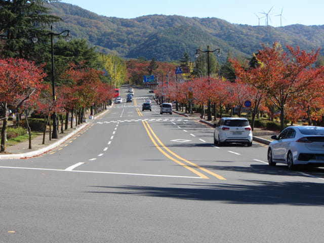 韓國慶州佛國寺附近街道紅葉