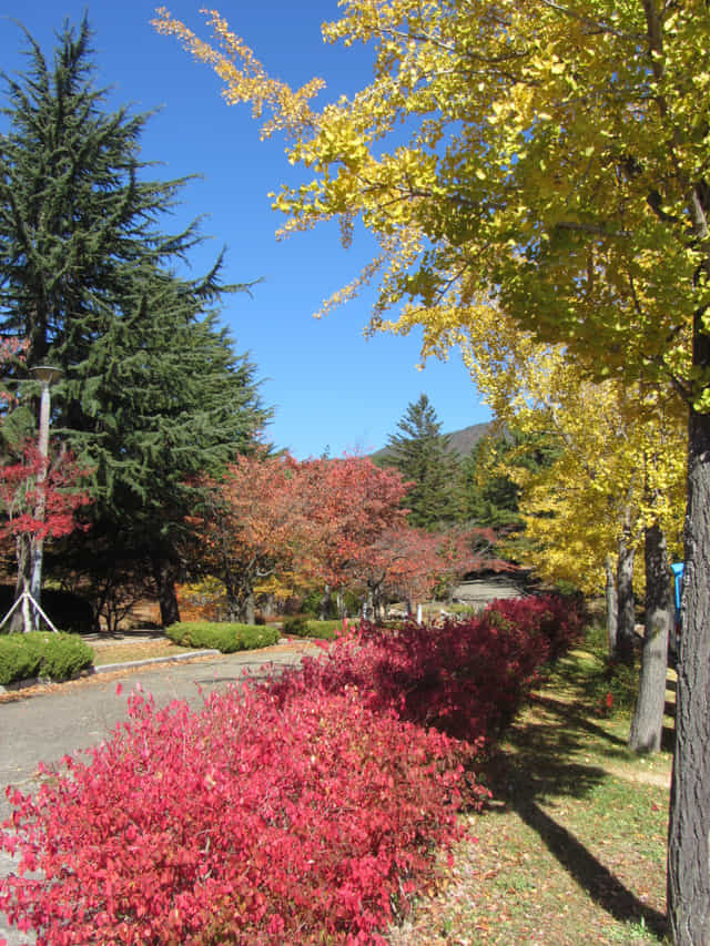 韓國慶州 佛國寺秋天黃銀杏、紅楓葉景色