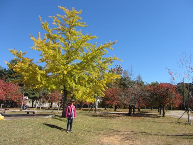 韓國慶州 佛國寺 秋天紅楓葉、黃銀杏景色