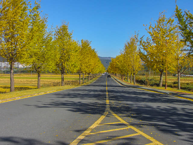 韓國慶州 統一殿 銀杏樹大道(경주 통일전 은행나무 신작로 Tongiljeon Ginkgo Tree Road) 秋天黃澄澄景色