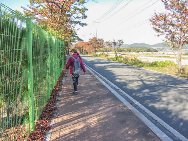 韓國慶州統一殿銀杏樹大道步行往慶北山林環境研究院