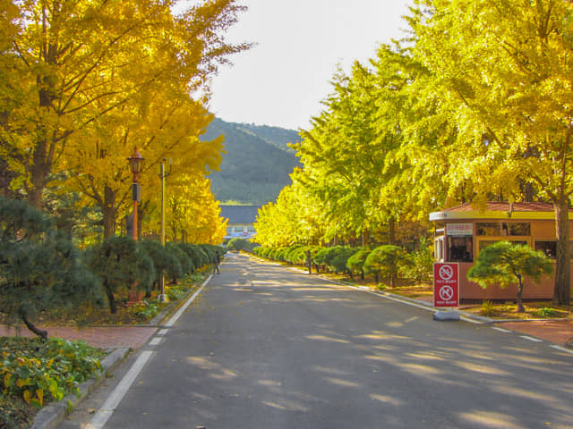 韓國慶北山林環境研究院 黃澄澄的銀杏樹大道