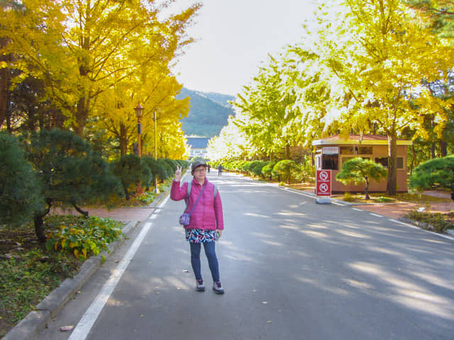 韓國慶北山林環境研究院 黃澄澄的銀杏樹大道