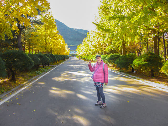 韓國慶北山林環境研究院 黃澄澄的銀杏樹大道
