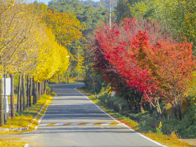 韓國安東河回村 洛東江畔風景