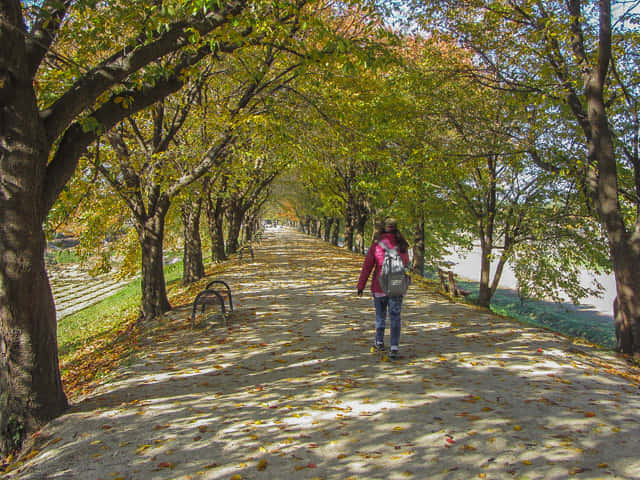 安東河回村 洛東江河堤 漂亮櫻樹隧道