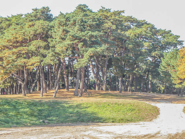 韓國安東河回村 洛東江河堤松樹林