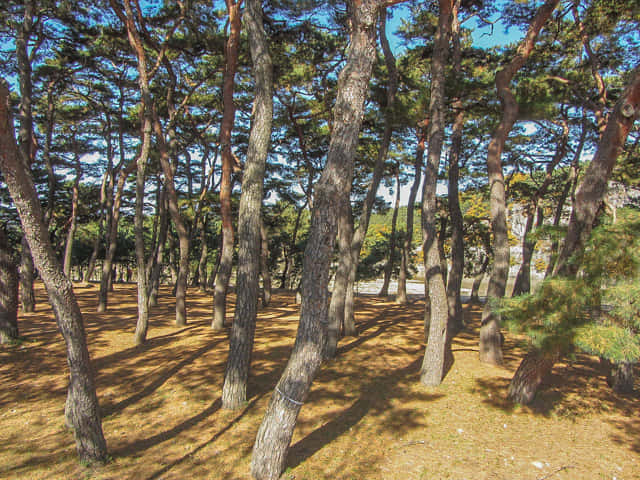 韓國安東河回村 洛東江河堤松樹林